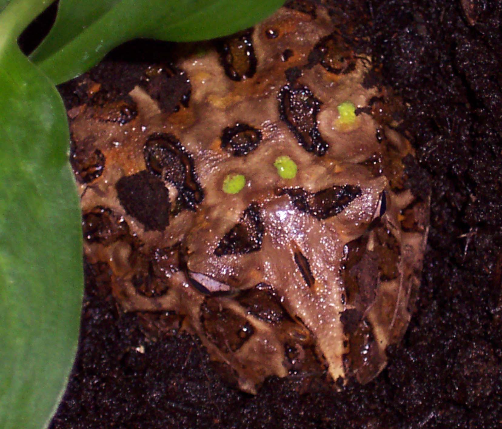 pac man