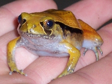 tomato frog