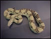Anery Boa