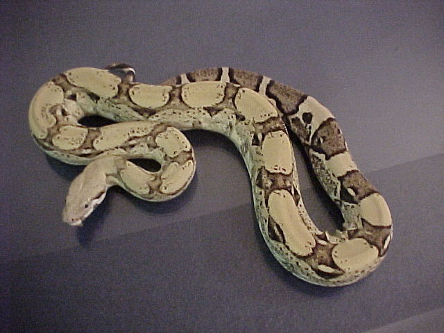 Anery Boa