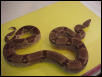 Hypo