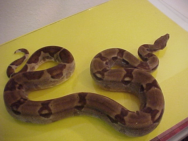 Hypo