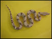 2002 Boa