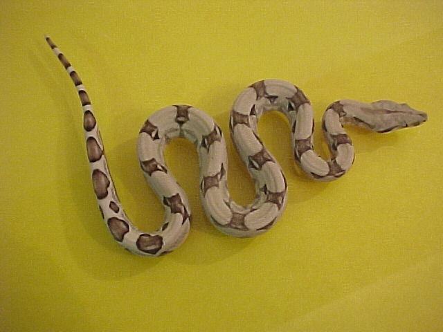 2002 Boa