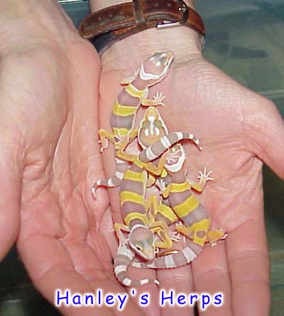 Albino Hatchlings
