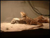 basking