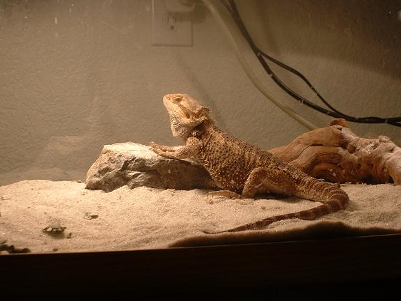 basking