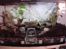 My aurantiaca cage