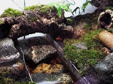Mantella Aurantiaca Terrarium