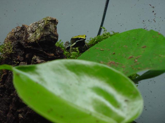 My Mantella Viridis