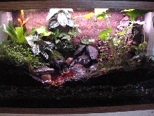 My viridis Breeding terrarium