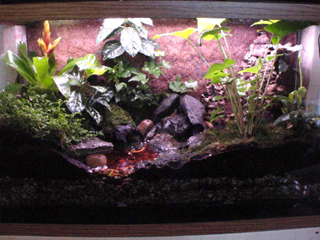 My viridis Breeding terrarium