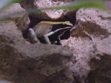 Large female viridis