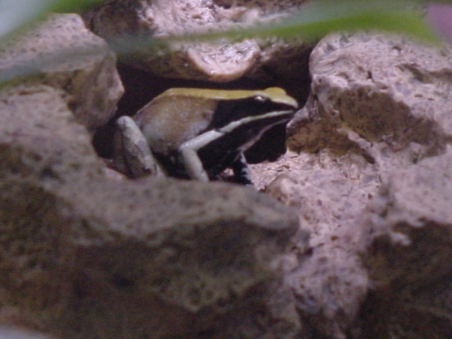 Large female viridis