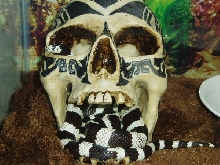 California Kingsnake in skull