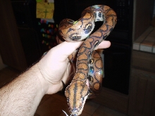 Brazilian Rainbow Boa yearling female