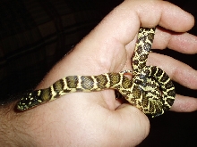 Jungle Corn/King