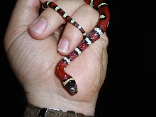 2004 Nuevo Leon Thayeri