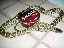 2004 Jungle Corn