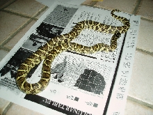 Big 2004 Jungle Corn