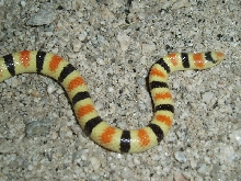 Colorado Desert Shovel-Nosed Snake