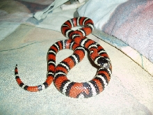 2004 Jalisco Milksnake