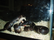 Kingsnake vs. Sidewinder
