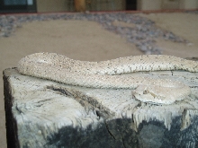 Desert Sidewinder
