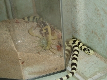 50/50 California Kingsnake with scorpion