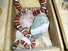 Male Jalisco Milk '04