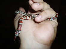 San Luis Potosi Kingsnake  (L. mex. mex.) male
