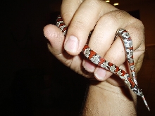 San Luis Potosi Kingsnake  (L. mex. mex.)