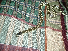 Jungle Corn