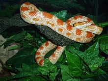 Albino Creamsicle Cornsnake on branches