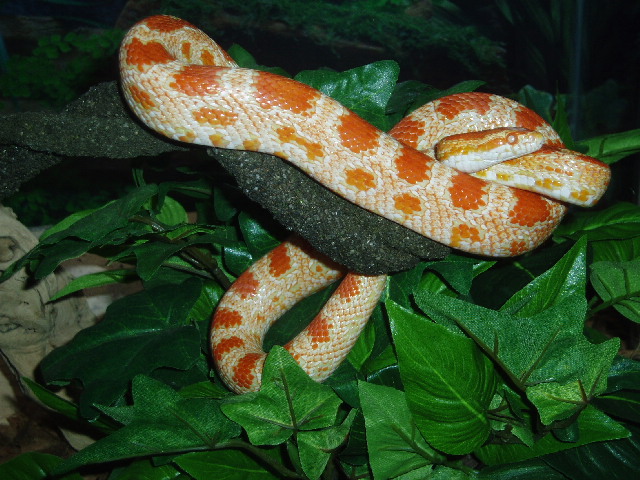 Albino Creamsicle Cornsnake on branches