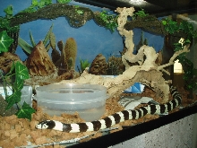 California Kingsnake in 40 gallon terrerium