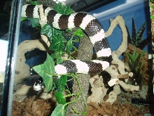 California Kingsnake climbing in 40 gallon step-up