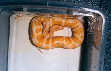 Male Albino Ball Python