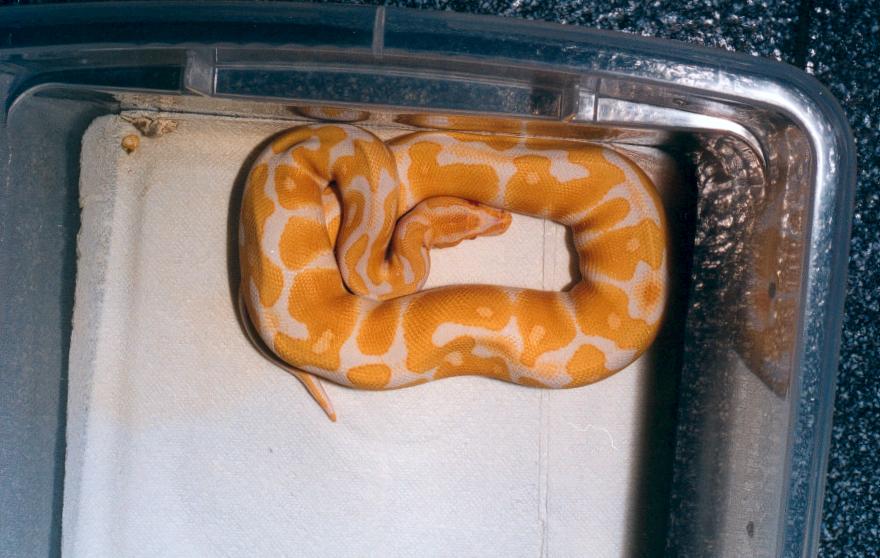 Male Albino Ball Python