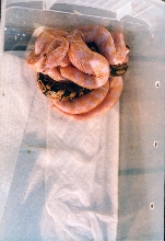 Three albinos and one pos. het from 2001 clutch