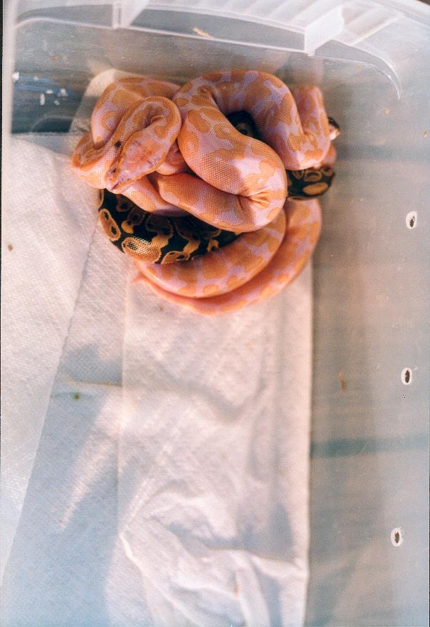 Three albinos and one pos. het from 2001 clutch