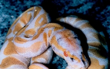 Paradox albino female