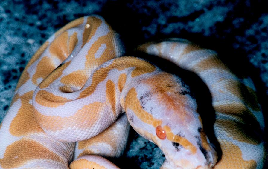 Paradox albino female