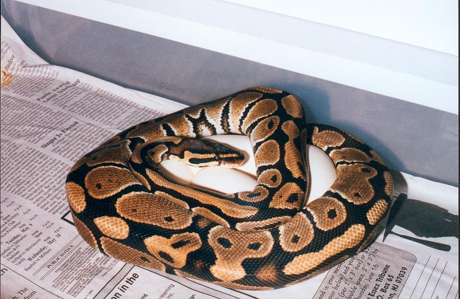 Het. albino with four eggs