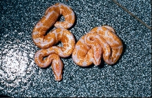 High contrast albino males