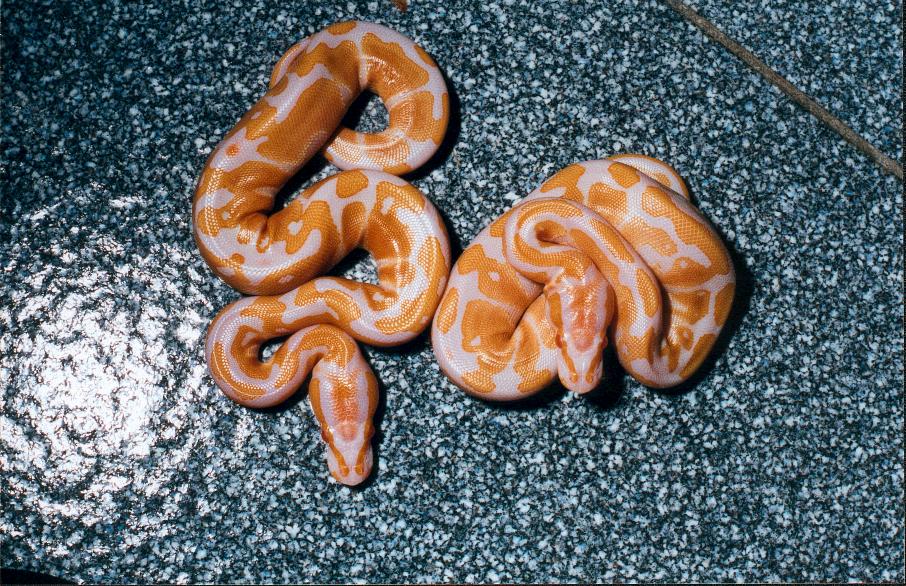 High contrast albino males