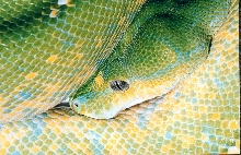 Green Tree Python