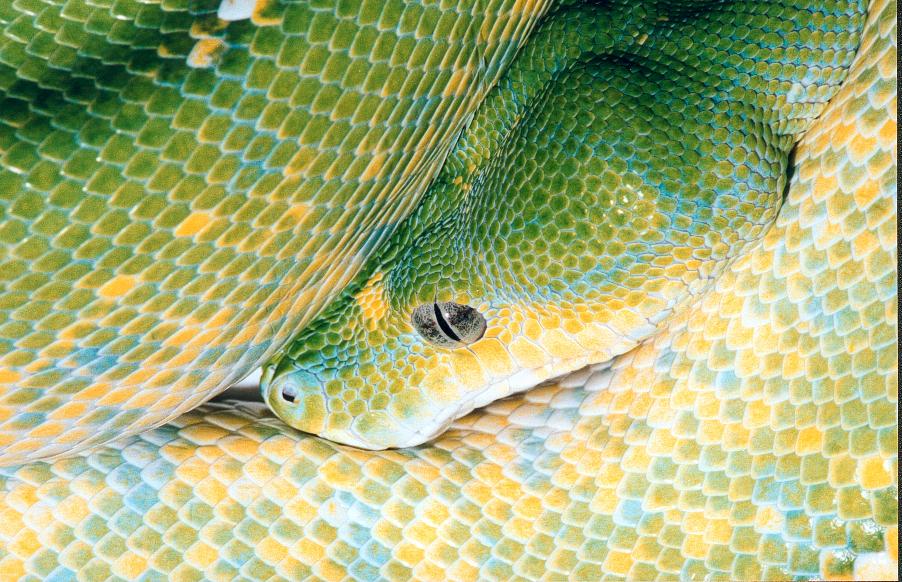 Green Tree Python