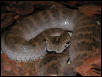 Acanthophis laevis
