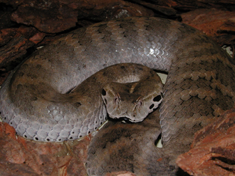 Acanthophis laevis